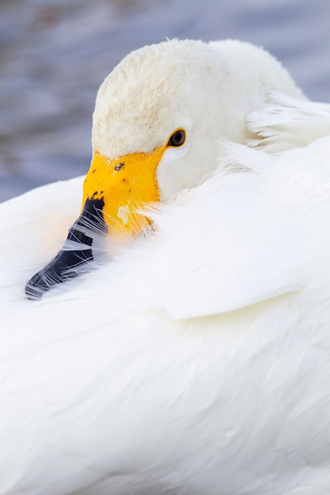 Japan-Hokkaido Portrait of a whooper swan with its yellow and black bill art print by Ellen Goff for $57.95 CAD